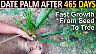 AJWA DATE SEED GERMINATION PART2 How to Grow Ajwa Date Palm Tree from Seed SproutingSeeds [upl. by Adnaloy415]