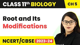 Root and Its Modifications  Morphology of Flowering Plants  Class 11 Biology [upl. by Rebor]