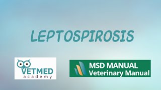 Leptospirosis [upl. by Mildrid]