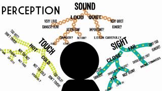 Sensation amp Perception Information Processing in the Brain [upl. by Bokaj]