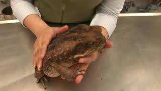 Cane Toad Facts [upl. by Ahsiemaj]