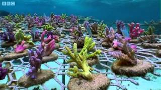 Coral Gardening  South Pacific  BBC Earth [upl. by Kerns86]