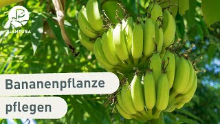 Bananenpflanze im Garten pflanzen amp pflegen Anleitung [upl. by Aveline73]