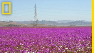 See One of Earth’s Driest Places Experience a Rare Flower Boom  National Geographic [upl. by Ettie14]