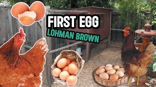 Egg laying lohman brown hen [upl. by Outhe435]