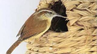 Carolina Wren Nest [upl. by Roswald]