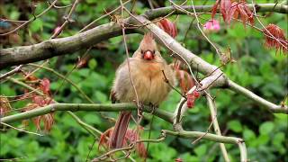 A Female Northern Cardinal Singing and a male too [upl. by Czarra]