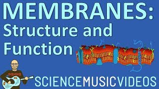 Cell Membrane Structure and Function [upl. by Bowes]