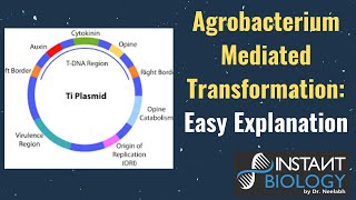 Agrobacterium Mediated TransformationEasy Explanation [upl. by Carolin]