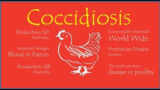 Coccidiosis Life Cycle of Eimeria [upl. by Luise]