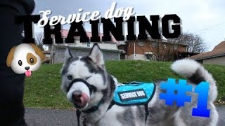 Service Dog Training 1  The Basics [upl. by Kissie]