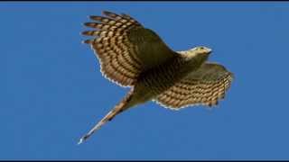 Sparrowhawk Bird Call Bird Song [upl. by Assylla]