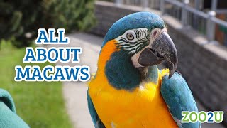 All About Macaws [upl. by Euginimod]