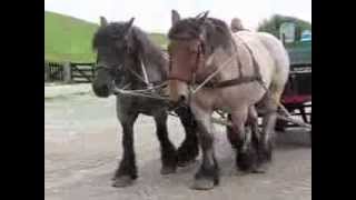 Belgische trekpaarden Willem en Frits voor het eerst in tweespan [upl. by Mendel]