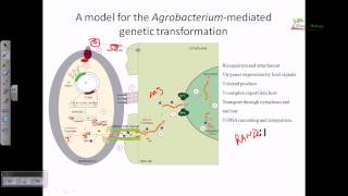 Agrobacterium mediated gene transformation in plants [upl. by Enaenaj]