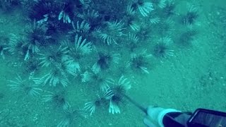 Pensacola Lionfish HuntingAgain [upl. by Anilem]