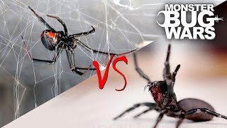 Spider vs Spider Showdowns 15  MONSTER BUG WARS [upl. by Buyers]