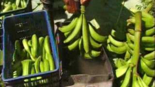 How Its Made 02 Plantain Chips [upl. by Elletsyrk636]