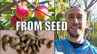 How To Grow An Apple Tree From SEED to FRUIT 🍎 In 3 YEARS [upl. by Wright]