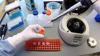 DNA Extraction Protocol  Part 2 [upl. by Coheman]