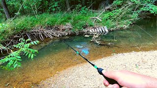 Action Packed Small Creek Fishing [upl. by Rosanna]