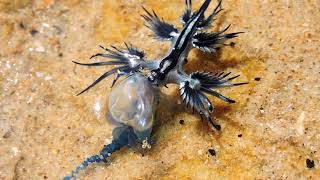 Blue dragon Glaucus atlanticus eating blue bottle [upl. by Nivak]