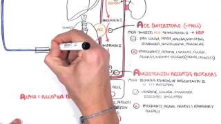 Pharmacology  Antihypertensives [upl. by Nylyram]