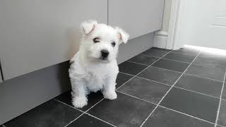 Westie Puppy 1st day home [upl. by Enilraep]