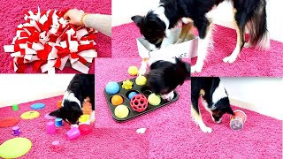 10 DIY Beschäftigungsideen für Hunde [upl. by Airtemak103]