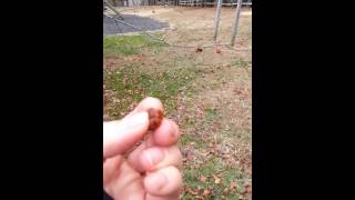 Urban Foraging Edible Ornamental Callery Pear [upl. by Laertnom]