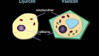 Djur amp växtcellen [upl. by Wood17]