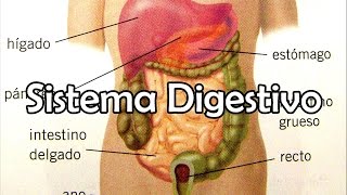 El Sistema Digestivo [upl. by Krispin]