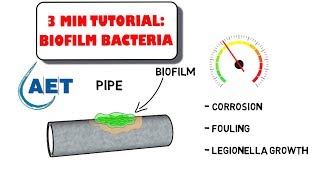 Beneficial Biofilm Bacteria  waste water treatment [upl. by Deden]