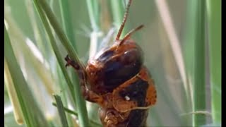 Plague of Locusts Timelapse  Wild Africa  BBC Earth [upl. by Eugaet687]