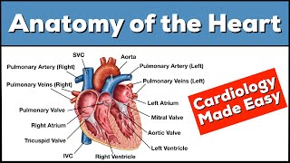 Anatomy of the Heart Structures and Blood Flow Cardiology Made Easy [upl. by Maro]