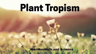 Plant Tropism [upl. by Philemon541]