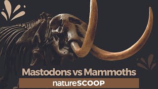 How to tell mastodons apart from mammoths [upl. by Drabeck859]