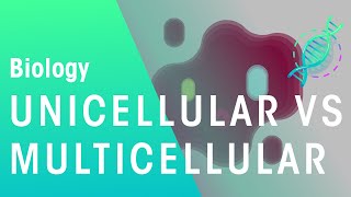 Unicellular vs Multicellular  Cells  Biology  FuseSchool [upl. by Ecnarwal616]