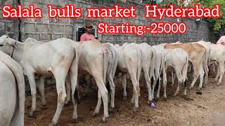 salala barkas bulls market Hyderabad [upl. by Newob]