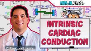 Cardiovascular  Electrophysiology  Intrinsic Cardiac Conduction System [upl. by Soisinoid71]