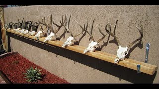 HOW TO CLEAN A DEER SKULL EASY PROFESSIONAL METHOD [upl. by Namurt946]