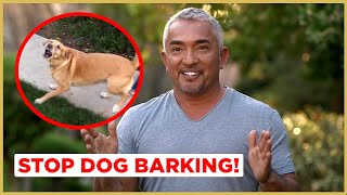 How to Stop Dog Barking  Cesar 911 [upl. by Alauqahs]