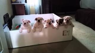 English Bulldog Puppies Crying for Mom for sale [upl. by Namreh]