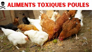 Alimentation poules  Aliments toxiques et déconseillés pour les volailles [upl. by Spiegelman]