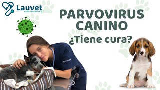 PARVOVIRUS EN PERROS  Síntomas Tratamiento y Prevención  Lauvet [upl. by Sivartal]