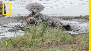 Hippopotames contre crocodiles [upl. by Kelson448]