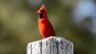 Northern Cardinal singing [upl. by Knowling]