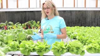 Harvesting Hydroponic Bibb Lettuce  CropKing Inc [upl. by Odnanref]