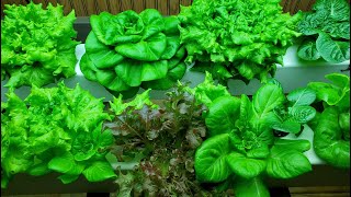 Growing Hydroponic Lettuce at Home  DIY Setup [upl. by Yelkrab]