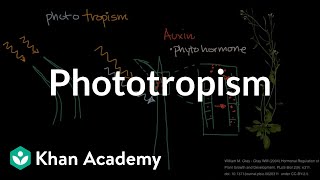 Phototropism  Plant Biology  Khan Academy [upl. by Kcirdorb]